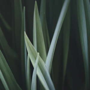 Close up photo of green linear leaves