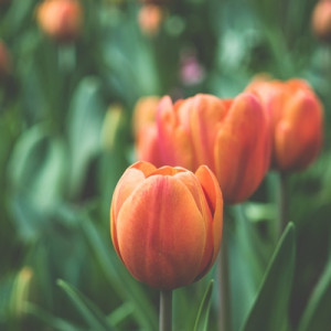 Tulips standing at attention